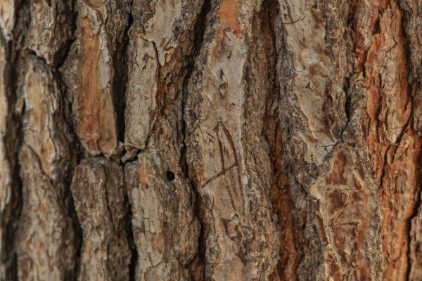 Madera corteza background
