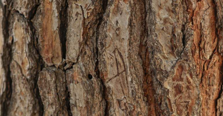 Madera corteza background