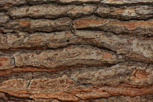 Madera corteza background