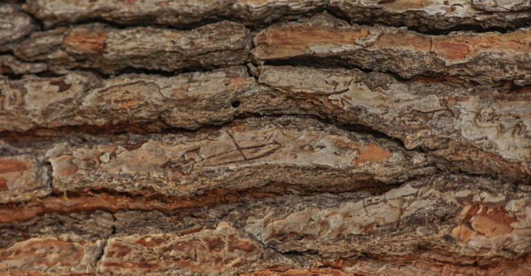 Madera corteza background